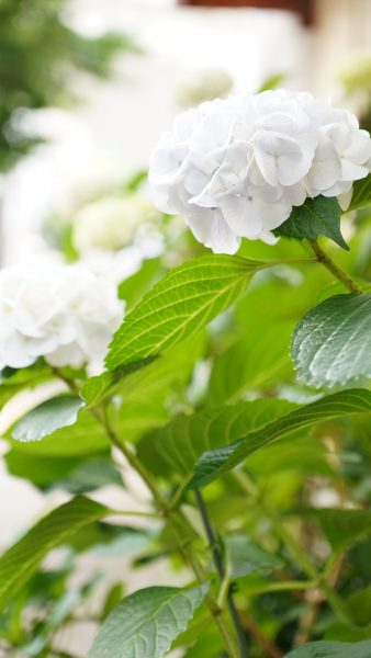 ジャズライブ　神戸のご案内